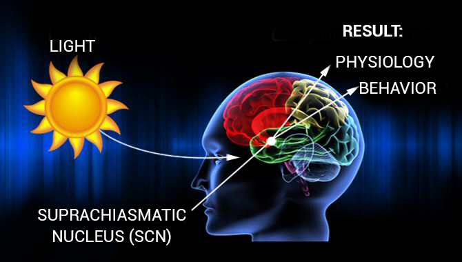 Chronobiology