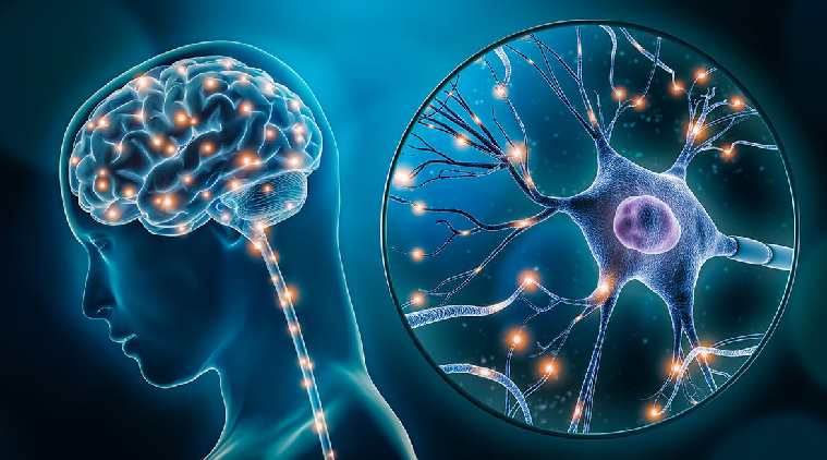 Neuroplasticity brain